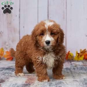 Arlo, Mini Goldendoodle Puppy